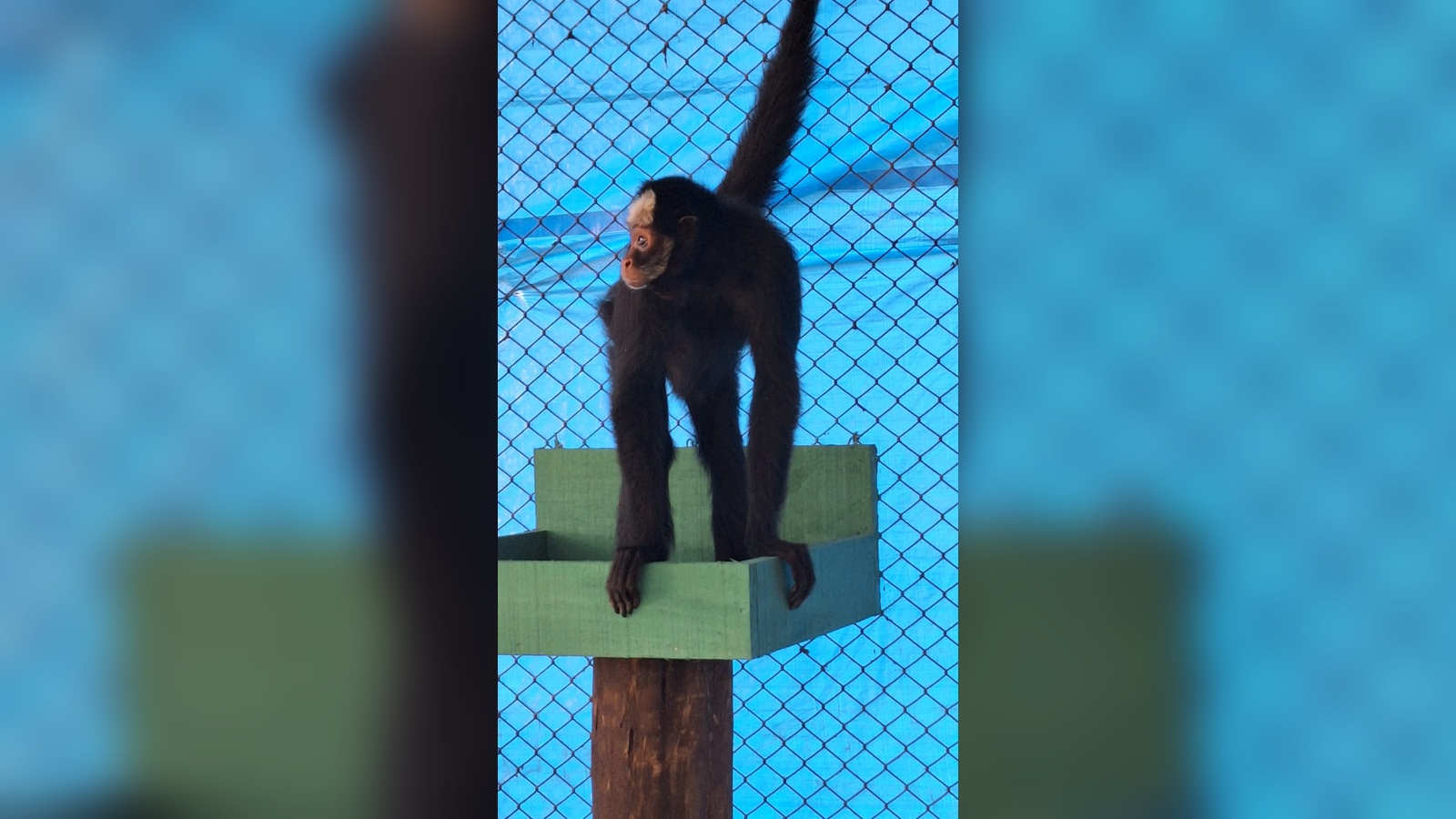 Macacos-aranha ameaçados são transferidos para projeto de conservação